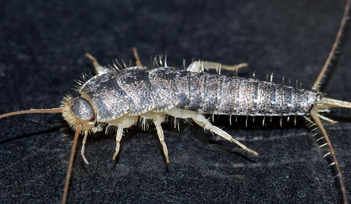 Silverfish-Pest-Conrol-Kelo-WA-Vancouver-WA-and-Portland-OR Exterminators - Control - Removal in Portland OR and Vancouver WA