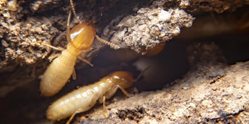 Interstate Pest Termite Control