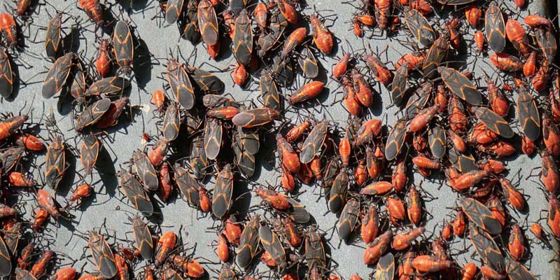 Bed Bug Removal - Control - Removal in Portland OR and Vancouver WA