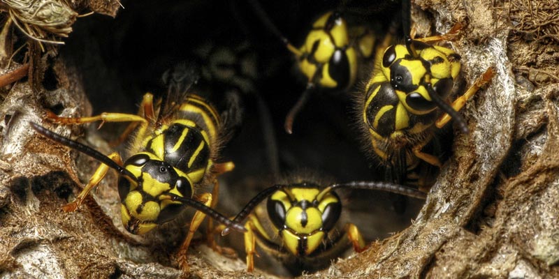 Interstate Pest yellowjacket removal