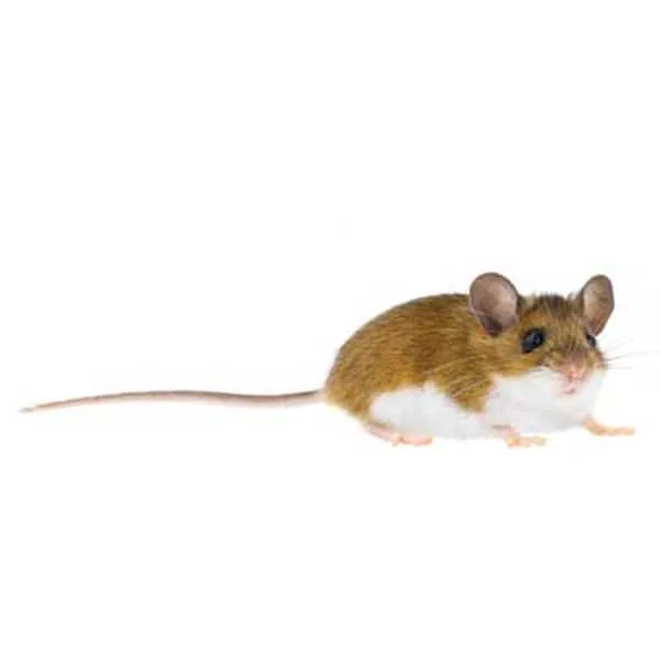 Deer mouse with brown back and white belly and feet, Pacific Northwest