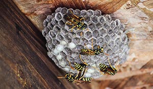 Do Bees, Wasps, and Hornets Return to the Same Nests? in Portland OR - Vancouver - Longview - Kelso WA