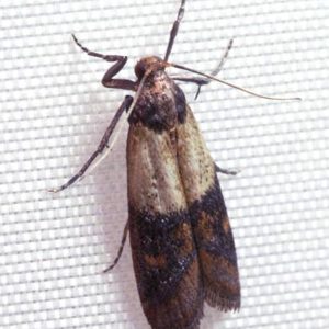What an Indian Meal Moth looks like in Portland OR and Vancouver WA - Interstate Pest Management
