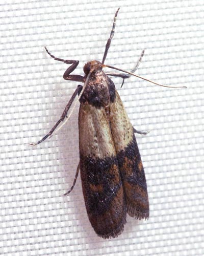 Indian Meal Moth  University of Maryland Extension