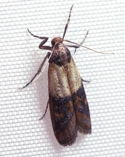 What an Indian Meal Moth looks like in Portland OR and Vancouver WA - Interstate Pest Management