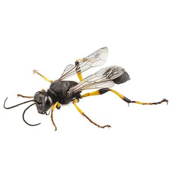 Mud dauber wasp building a tubular mud nest on a wall
