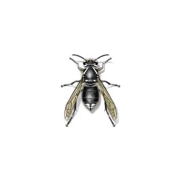 Bald-faced hornet close-up showing white face and black body