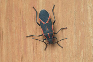 Interstate Pest Boxelder bug exterminators
