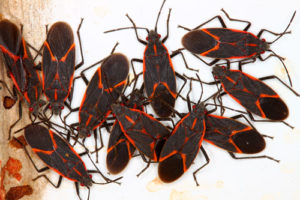 Interstate Pest boxelder bug extermination 