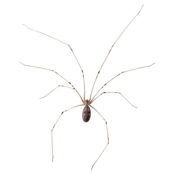 What a cellar spider looks like in Portland OR and Vancouver WA - Interstate Pest Management
