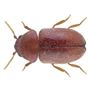 What a cigarette beetle looks like in Portland OR and Vancouver WA - Interstate Pest Management
