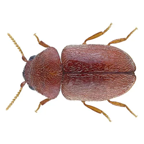 What a cigarette beetle looks like in Portland OR and Vancouver WA - Interstate Pest Management