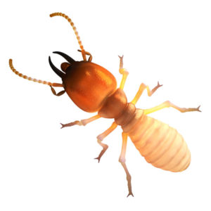 Dampwood Termites in Vancouver WA and Portland OR - Interstate Pest Management