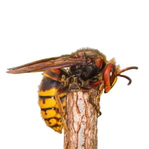 What a European hornet looks like in Vancouver WA and Portland OR - Interstate Pest Management