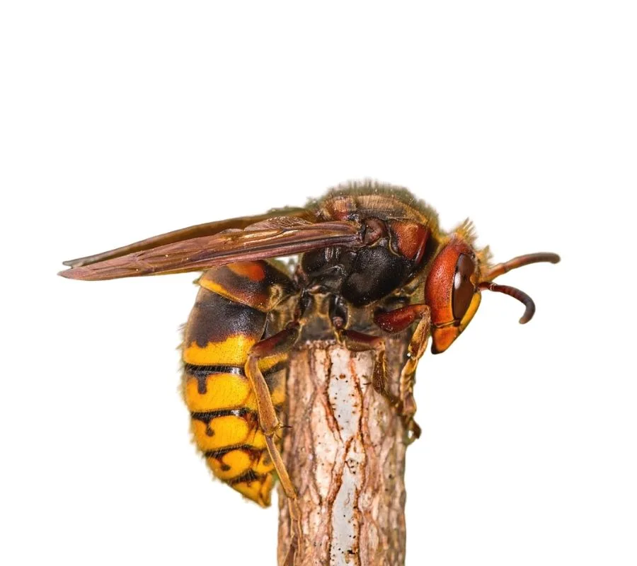 European hornet (Vespa crabro) close-up showing the distinctive reddish-brown head and dull yellow abdominal stripes, the only true hornet established in the United States, occasionally found in Oregon and Washington