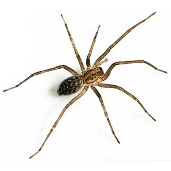 Giant house spider close-up — large brown funnel-web spider common in PNW homes