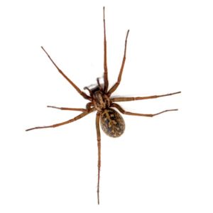 What a hobo spider looks like in Portland OR and Vancouver WA - Interstate Pest Management