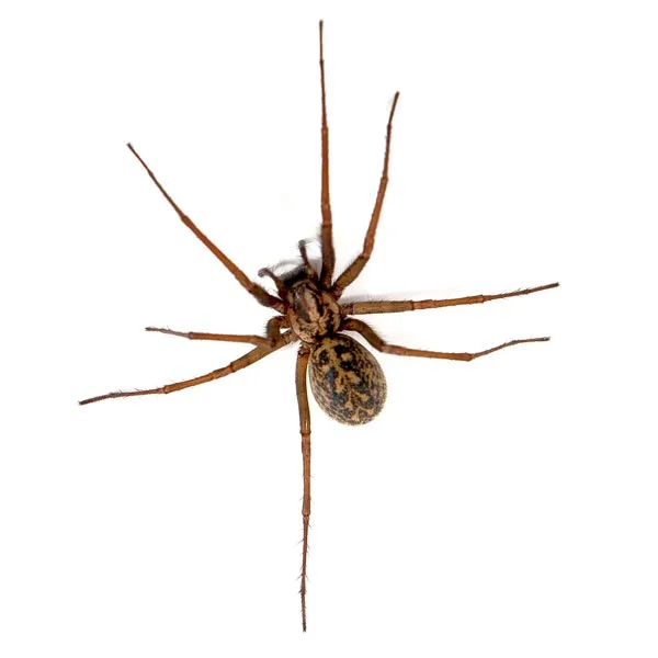 Hobo spider close-up — brown funnel-web spider often confused with giant house spider in PNW