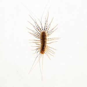 What a house centipede looks like in Portland OR and Vancouver WA - Interstate Pest Management