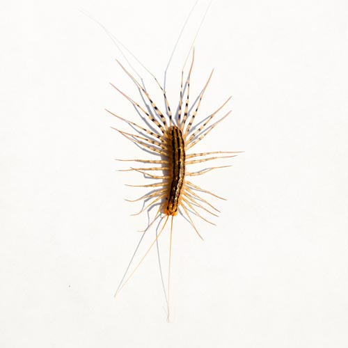 What a house centipede looks like in Portland OR and Vancouver WA - Interstate Pest Management