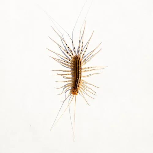 House centipede — many-legged but mostly beneficial nuisance pest