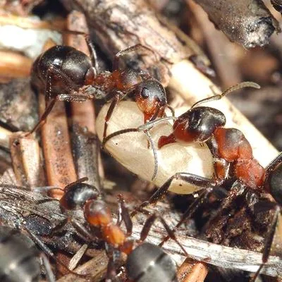 Yellow-brown moisture ant — indicator of hidden water damage in PNW homes