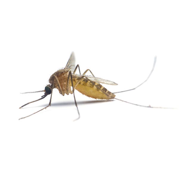 What a mosquito looks like in Portland OR and Vancouver WA - Interstate Pest Management