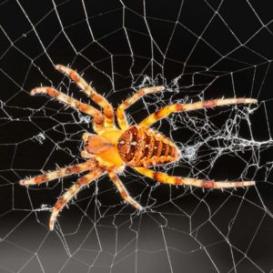 What an orb-weaver spider looks like in Portland OR and Vancouver WA - Interstate Pest Management