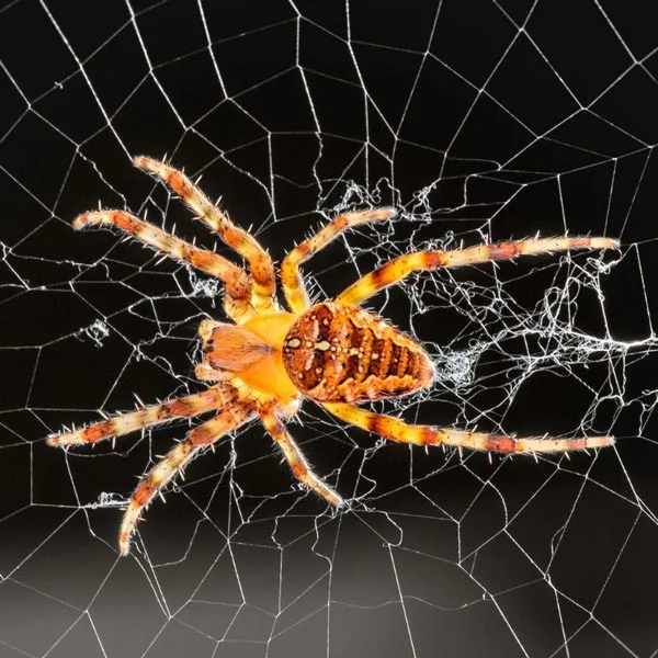Orb weaver spider in its circular web — common garden spider in Oregon and Washington