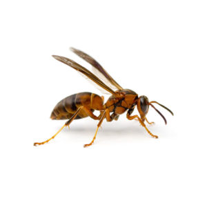 What a paper wasp looks like in Portland OR and Vancouver WA - Interstate Pest Management