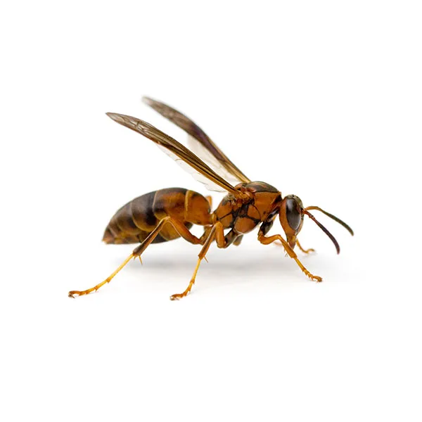 Paper wasp on its open umbrella-shaped paper comb nest