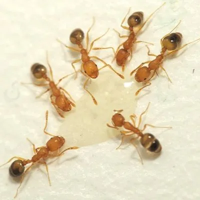 Pharaoh ant (Monomorium pharaonis) close-up showing the light yellow-brown body and darker abdomen tip, the invasive indoor-only ant found year-round in Oregon and Washington kitchens and bathrooms