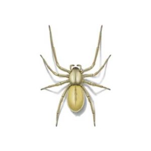 What a yellow sac spider looks like in Portland OR and Vancouver WA - Interstate Pest Management