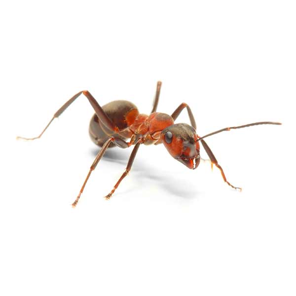 What a thatching ant looks like in Portland OR and Vancouver WA - Interstate Pest Management