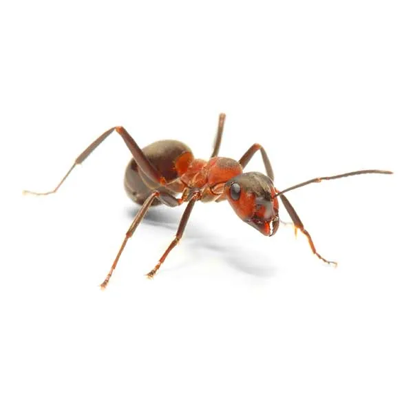 Western thatching ant on its mound — native PNW ant known for aggressive bites