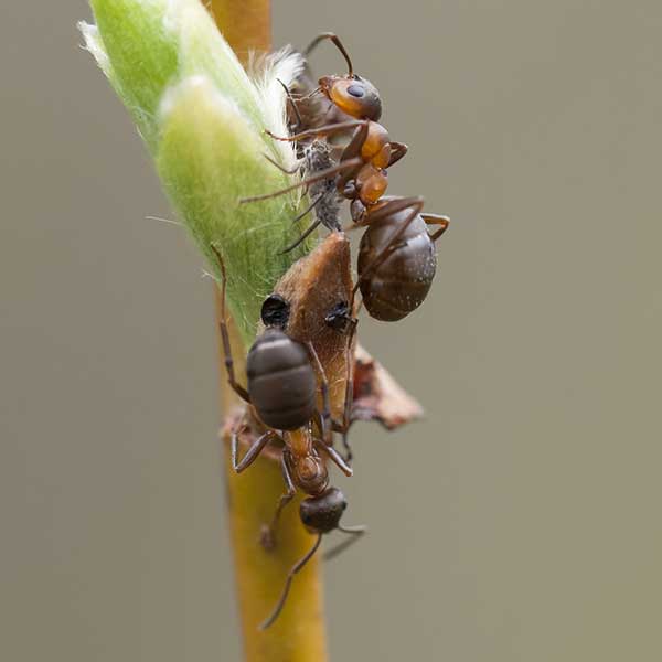 What a velvety tree ant looks like in Portland OR and Vancouver WA - Interstate Pest Management