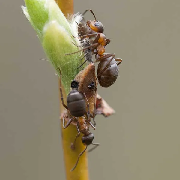 Velvety tree ant close-up showing bicolored red-and-black body