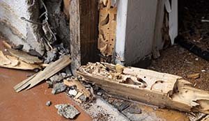 Wood Destroying Organisms by Interstate Pest Management -Serving Portland - Vancouver - Longview - Kelso