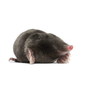 Moles