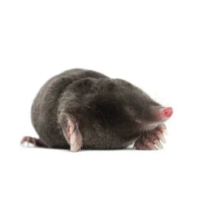 mole in the pacific northwest