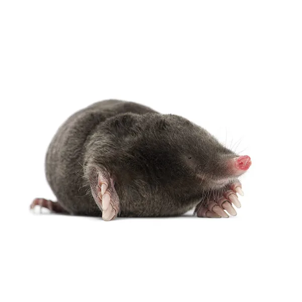 mole in the pacific northwest