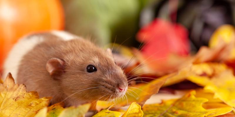 Rodent in leaves in Portland OR - Interstate Pest Management