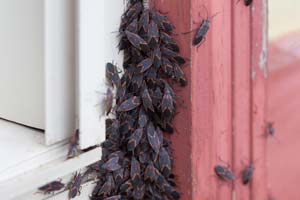 Get rid of boxelder bugs with Interstate Pest in Portland, OR
