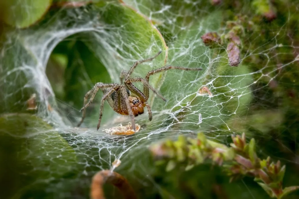 funnel web spider 4865535 1280