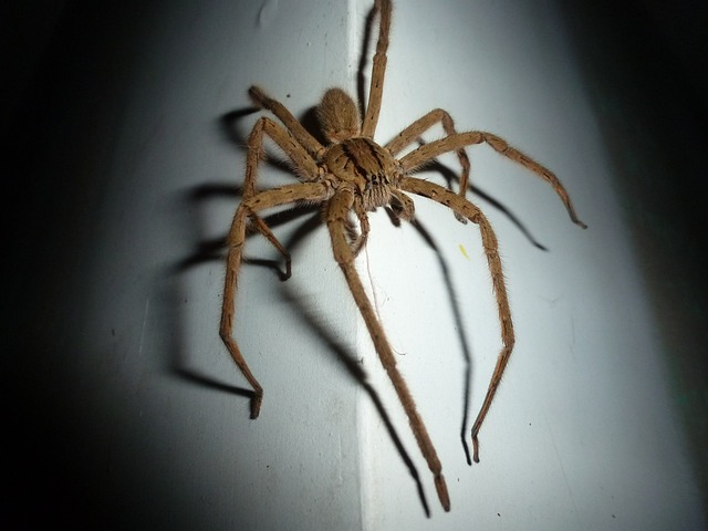 Wolf spider climbing on a wall