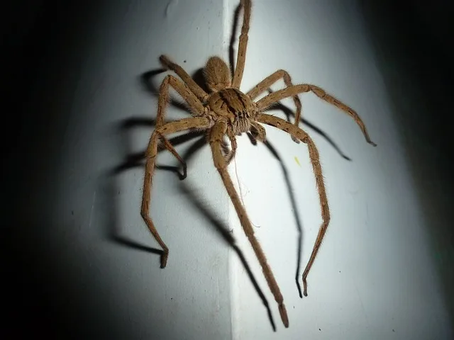 Wolf spider climbing on a wall