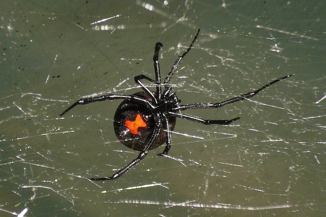 Black widow spider in its web