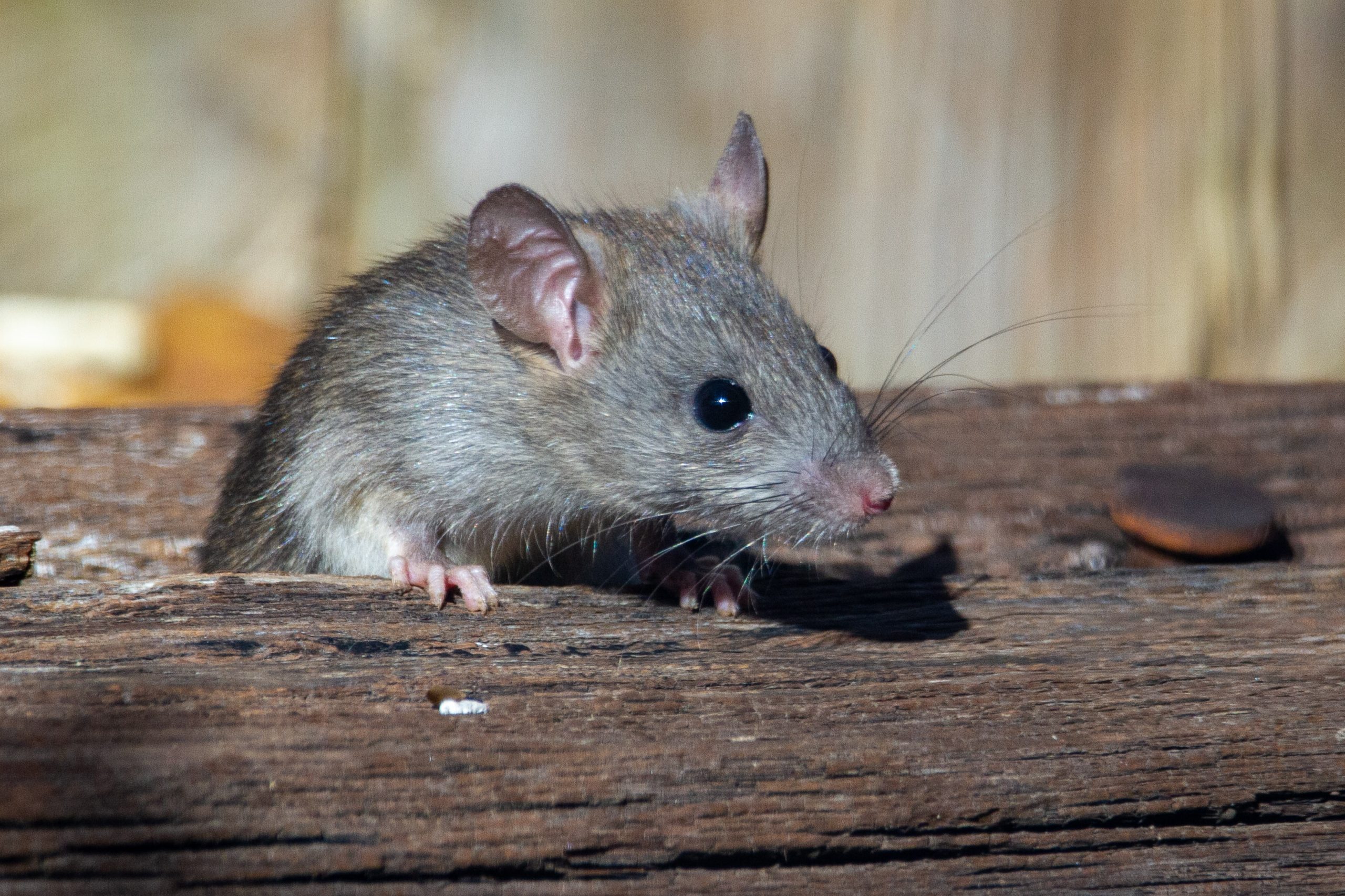 Mouse popping out of damaged wood