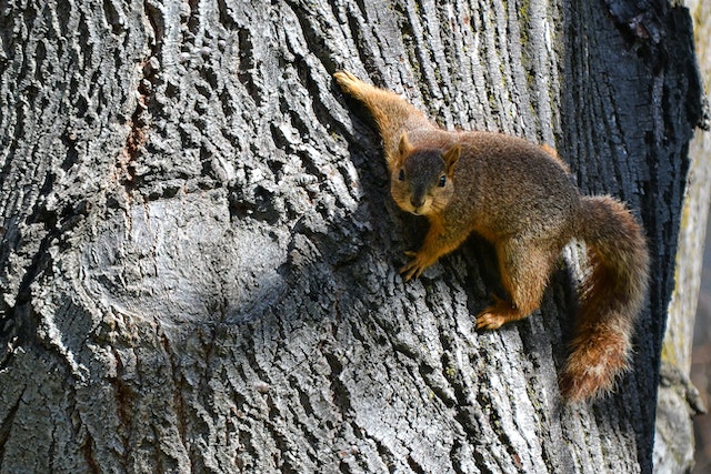 common winter pests - a squirrel clinging and climbing a tree