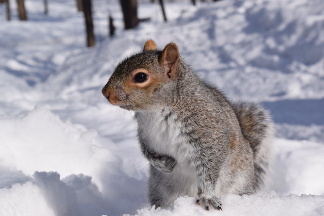Common winter pests - a squirrel in the snow